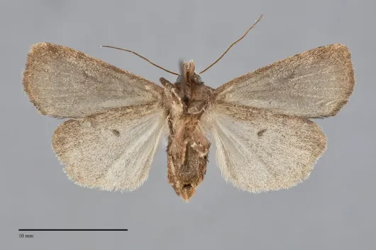 Diarsia rosaria