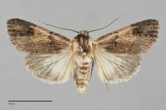 Dichagyris grotei