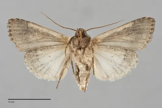 Dichagyris grotei