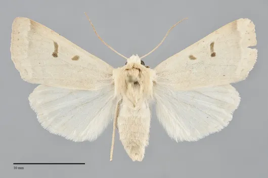 Dichagyris variabilis