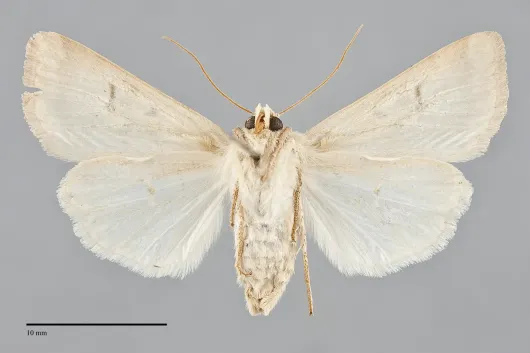 Dichagyris variabilis