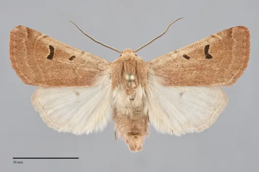 Dichagyris variabilis