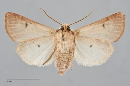 Dichagyris variabilis