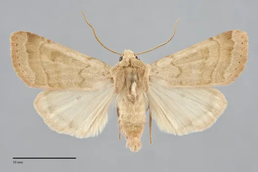 Dichagyris variabilis