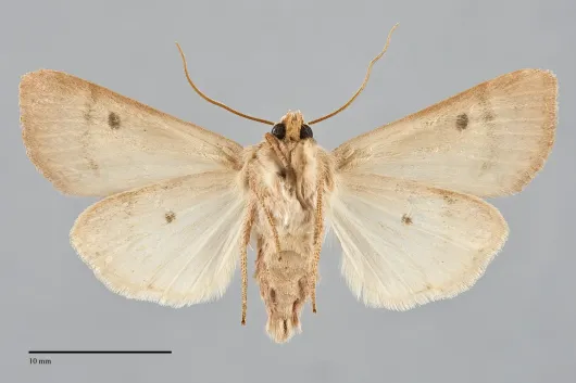 Dichagyris variabilis