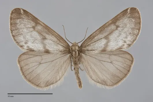 Dodia albertae