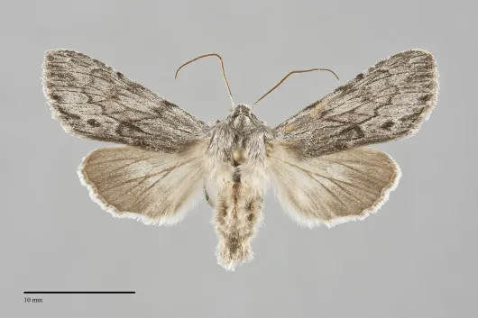 Dolocucullia dentilinea