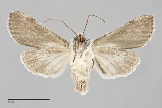 Dolocucullia dentilinea