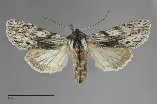 Dolocucullia dentilinea