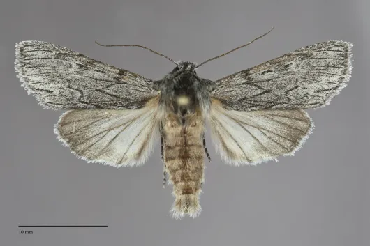 Dolocucullia dentilinea