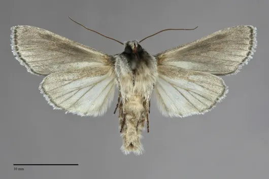 Dolocucullia dentilinea