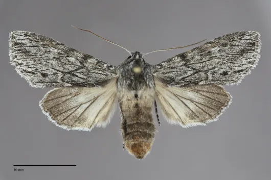 Dolocucullia dentilinea