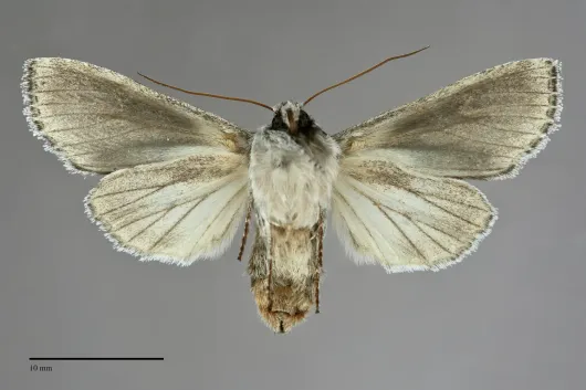 Dolocucullia dentilinea