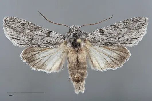Dolocucullia dentilinea