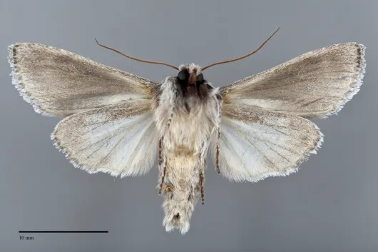 Dolocucullia dentilinea