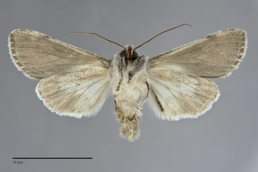 Dolocucullia poolei