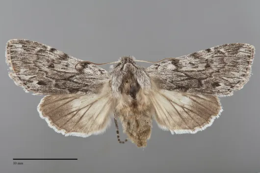 Dolocucullia poolei