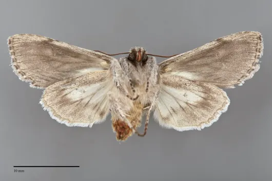 Dolocucullia poolei