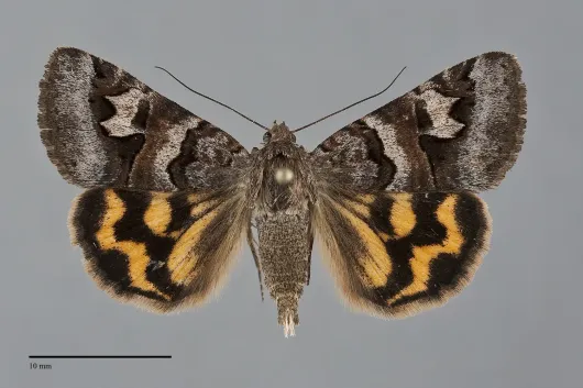 Drasteria adumbrata