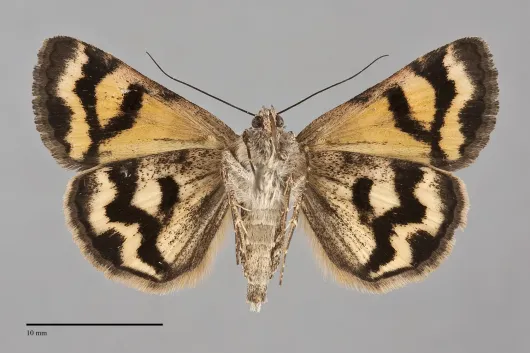 Drasteria adumbrata