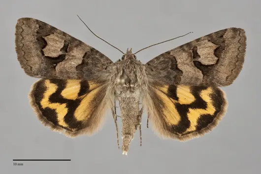 Drasteria adumbrata