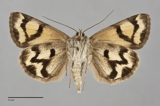 Drasteria adumbrata
