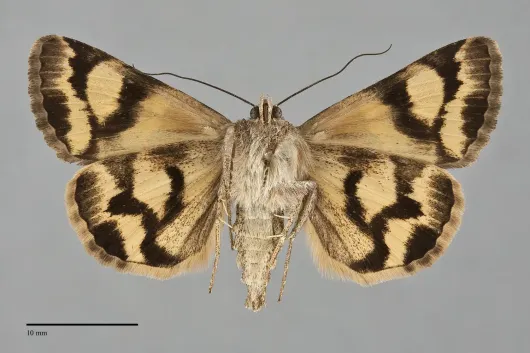 Drasteria divergens