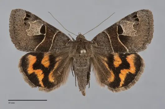 Drasteria edwardsii