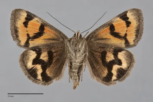 Drasteria edwardsii