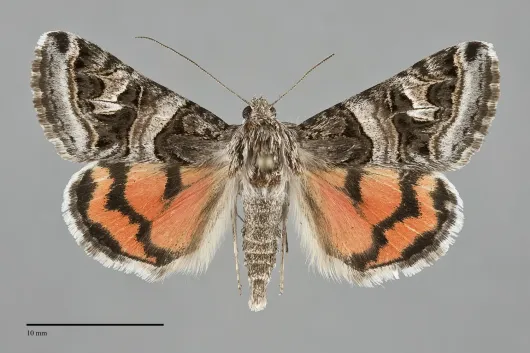 Drasteria hastingsii