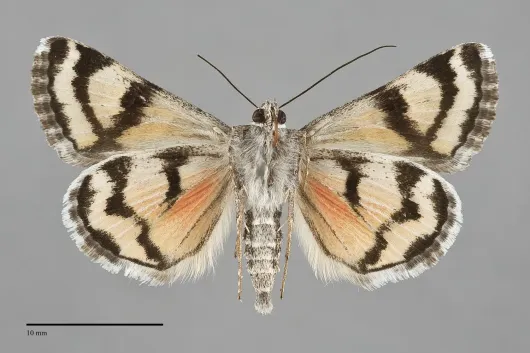 Drasteria hastingsii
