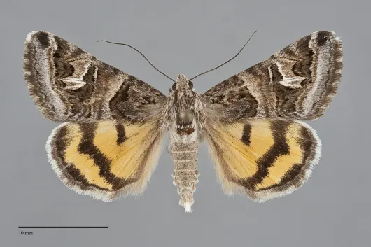 Drasteria hastingsii