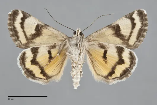 Drasteria hastingsii