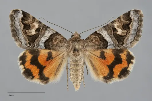 Drasteria howlandii