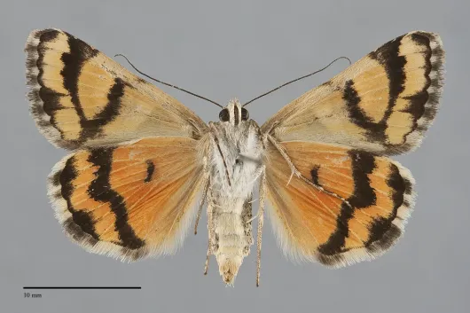 Drasteria howlandii
