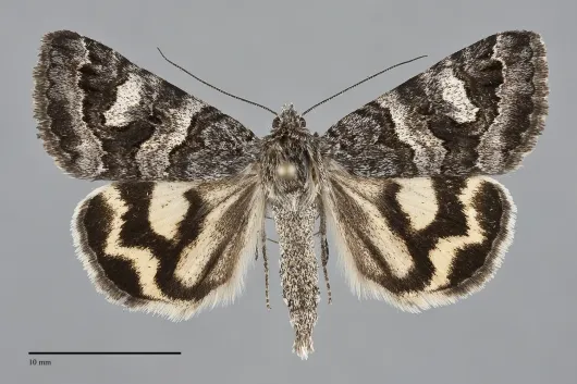 Drasteria hudsonica