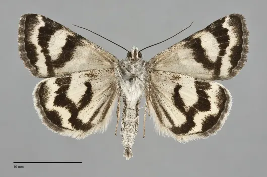 Drasteria hudsonica