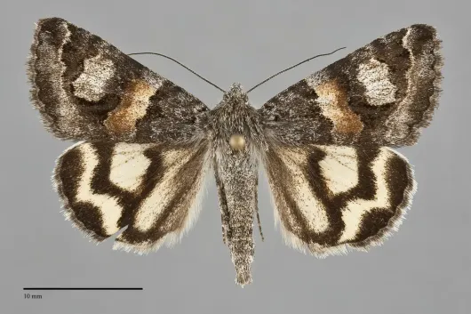 Drasteria hudsonica