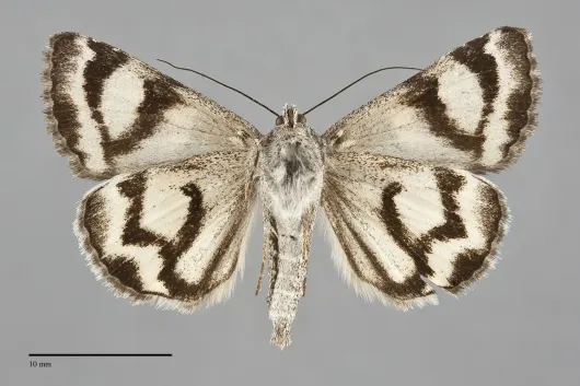 Drasteria hudsonica