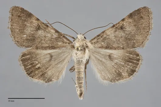 Drasteria inepta