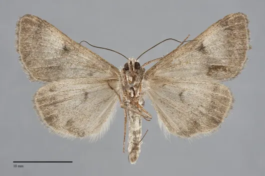 Drasteria inepta