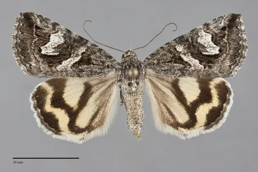 Drasteria maculosa