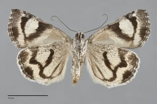 Drasteria maculosa
