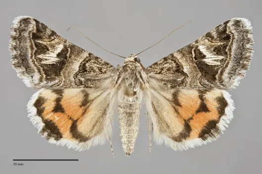 Drasteria mirifica