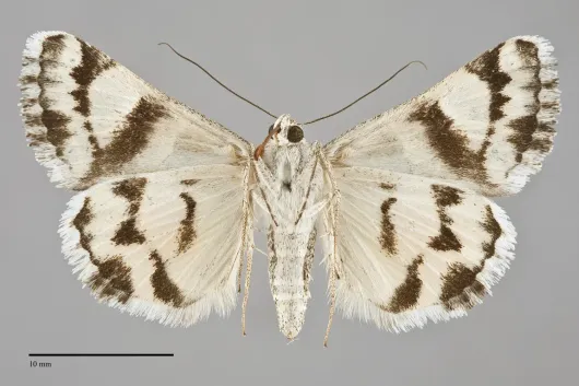 Drasteria mirifica