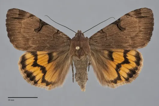 Drasteria ochracea