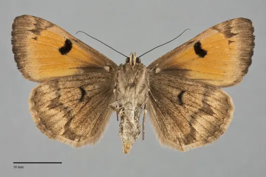 Drasteria ochracea