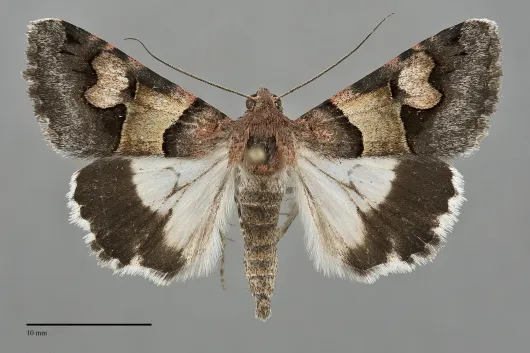 Drasteria pallescens
