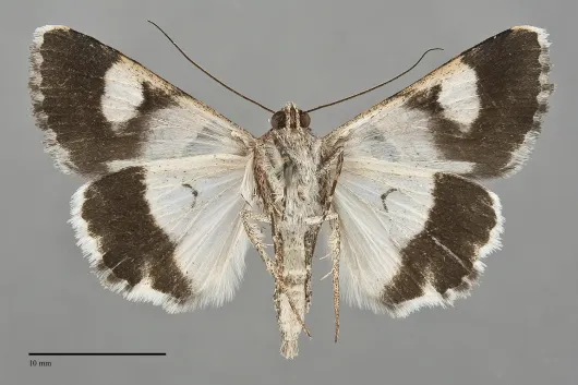 Drasteria pallescens