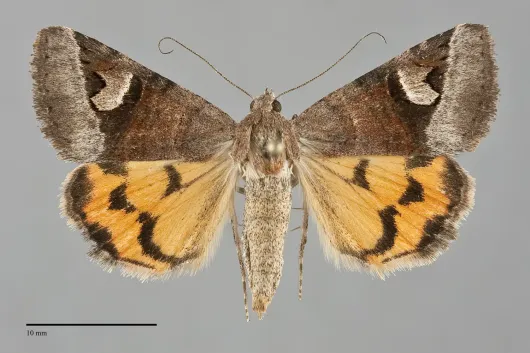 Drasteria perplexa